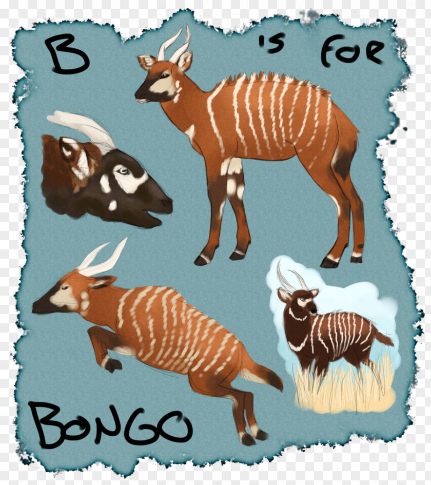 Bongo Animal Quagga Clip Art Illustration Fauna Wildlife PNG