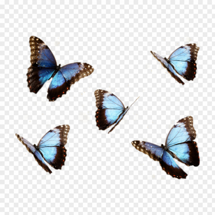 Butterfly Menelaus Blue Morpho Insect PNG