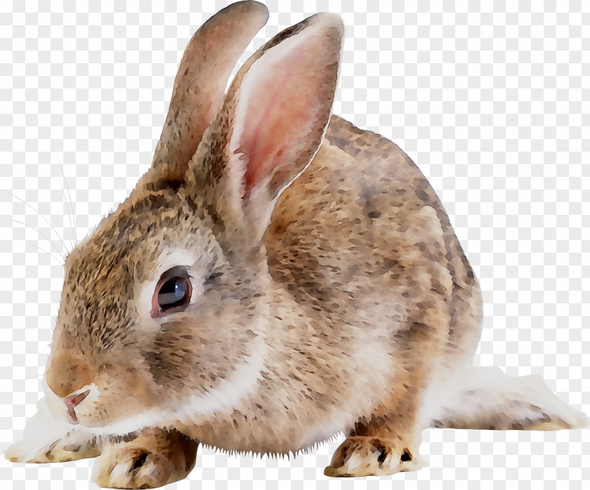 Domestic Rabbit Hare Fur Fauna PNG