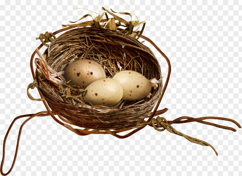 Nest Bird Egg Clip Art PNG