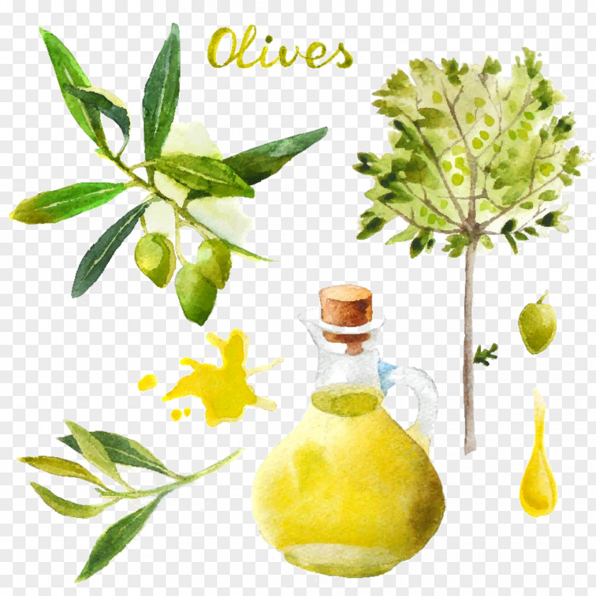 Oil Painting Pictures Olive Watercolor PNG