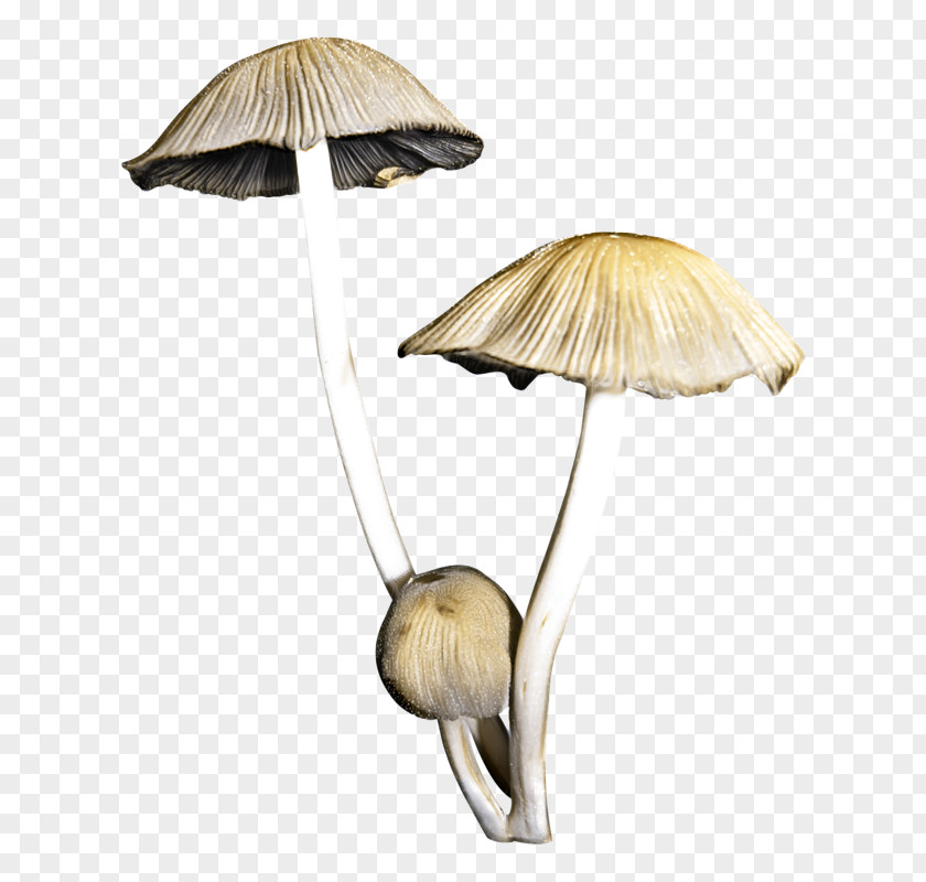 Plant Stem Russula Integra Person Cartoon PNG