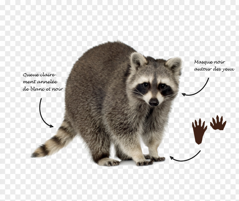 Raton Raccoon Trapping Squirrel Dog Skunk PNG