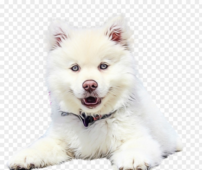 Ancient Dog Breeds Fur Pomeranian Background PNG