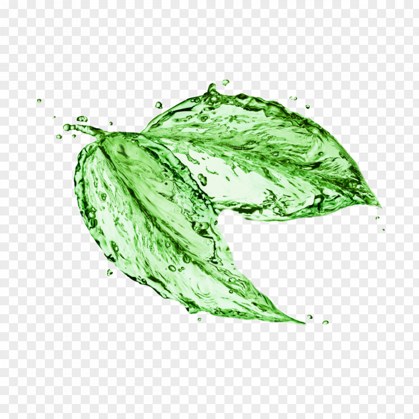 Leaf Stock Photography Image Royalty-free Shutterstock PNG
