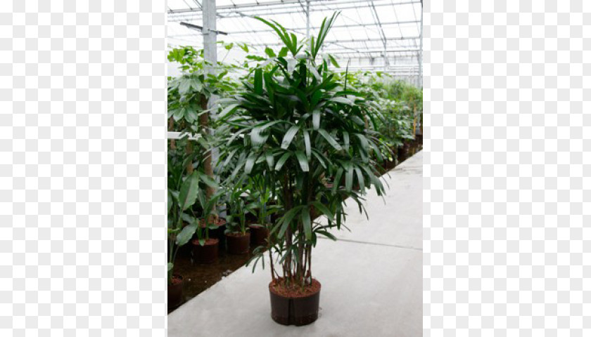 Plant Houseplant Rhapis Excelsa Arecales Flowerpot PNG