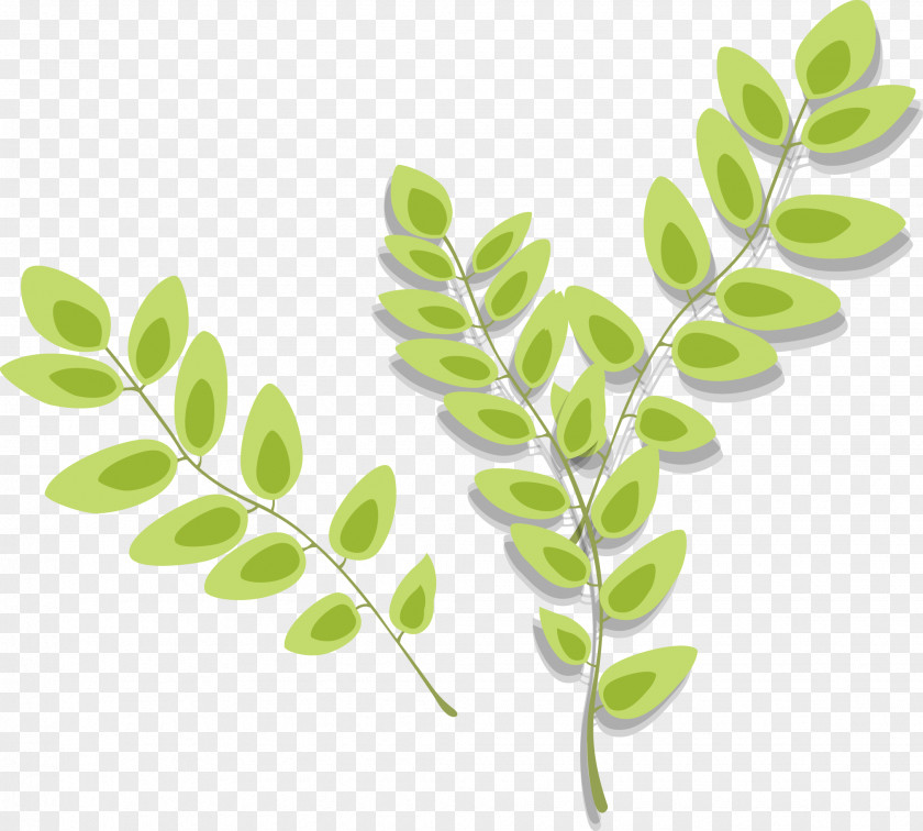 Botanical Image Leaf Vector Graphics Plants PNG