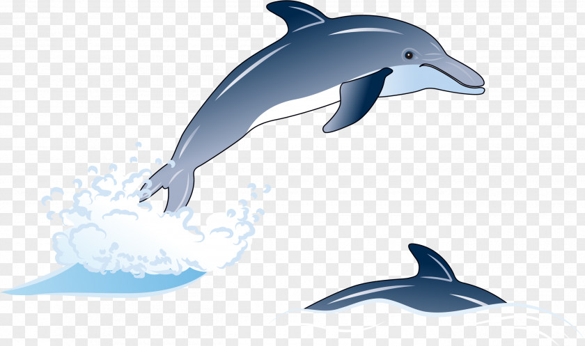 Hand Painted Blue Dolphin Common Bottlenose Short-beaked Rough-toothed Tucuxi White-beaked PNG