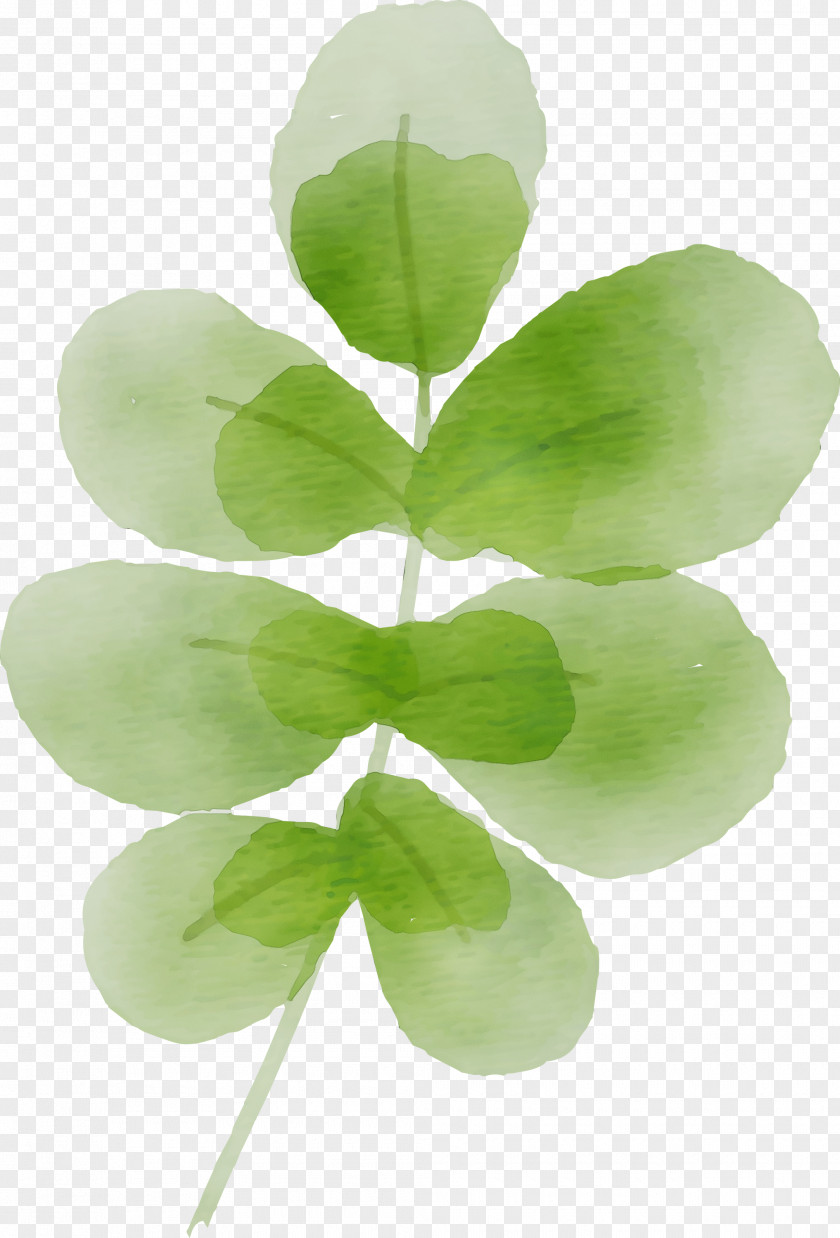 Leaf Plant Stem Green Petal Plants PNG