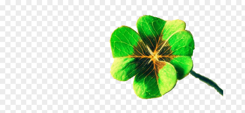 Lucky Clover Free To Pull The Material Luck Four-leaf Display Resolution Wallpaper PNG