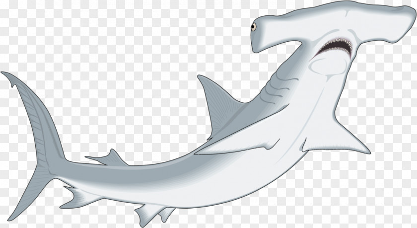 Sharks Winghead Shark Great Hammerhead Smooth Clip Art PNG
