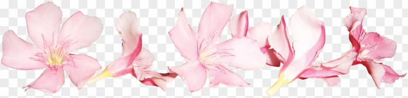 A Lot Of Small Peach Flower Pink Floral Design PNG