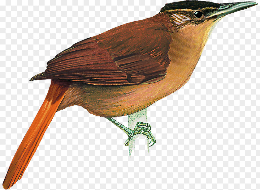 Bird Alagoas Cryptic Treehunter Atlantic Forest Cerrado Cichlocolaptes PNG