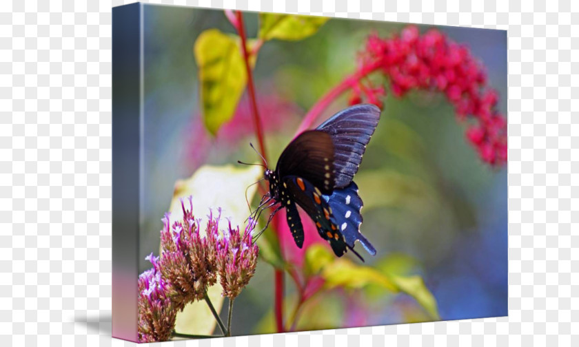 Butterfly Monarch Gossamer-winged Butterflies Brush-footed Gallery Wrap PNG
