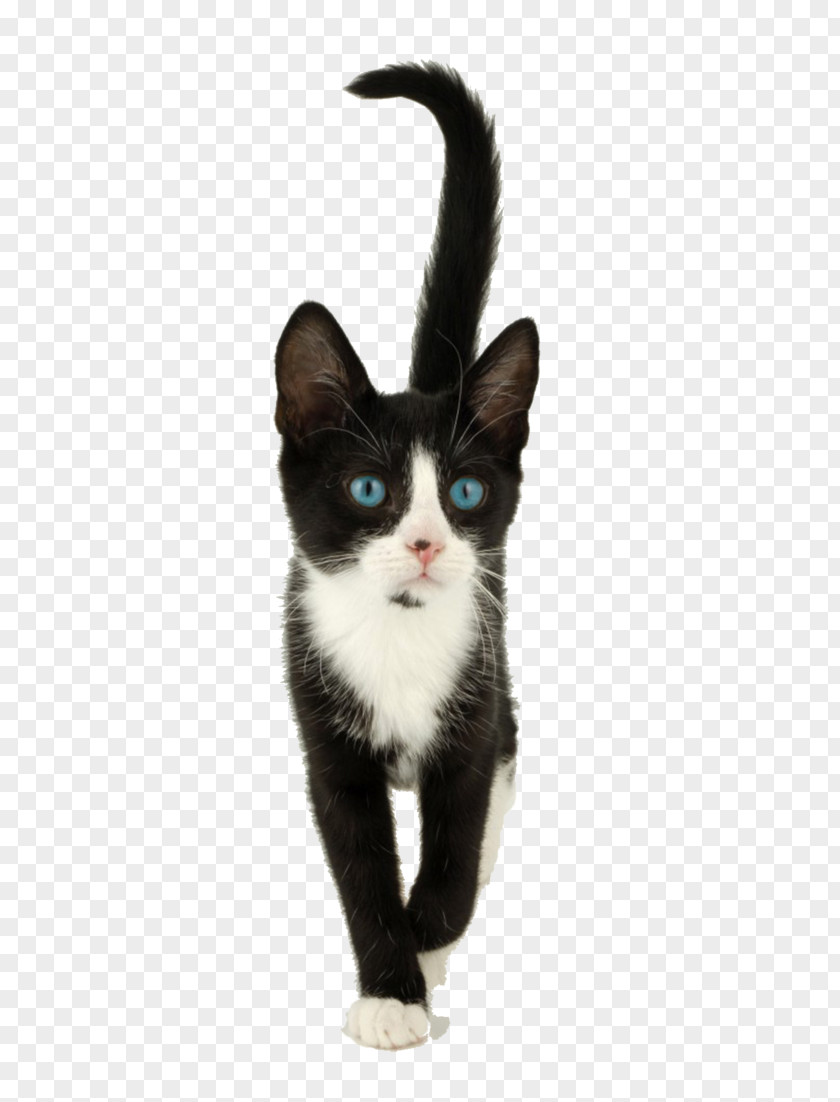 Cat Walk Whiskers Kitten American Wirehair Domestic Short-haired Black PNG
