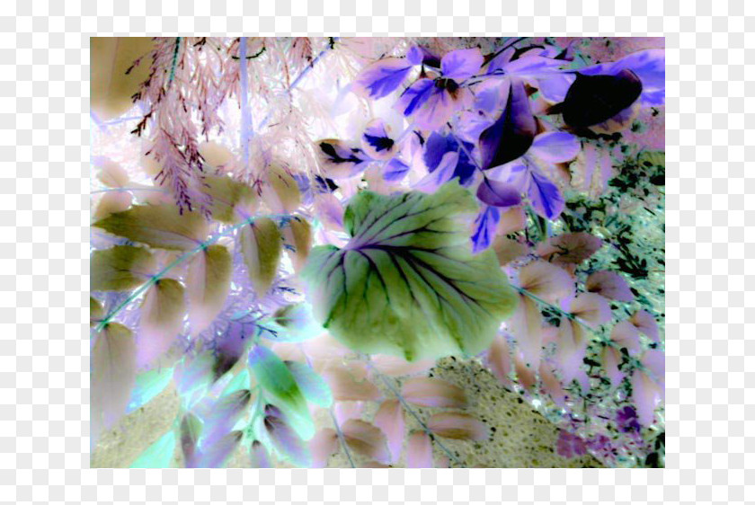 Cell Lilac Violet Purple Flower Desktop Wallpaper PNG