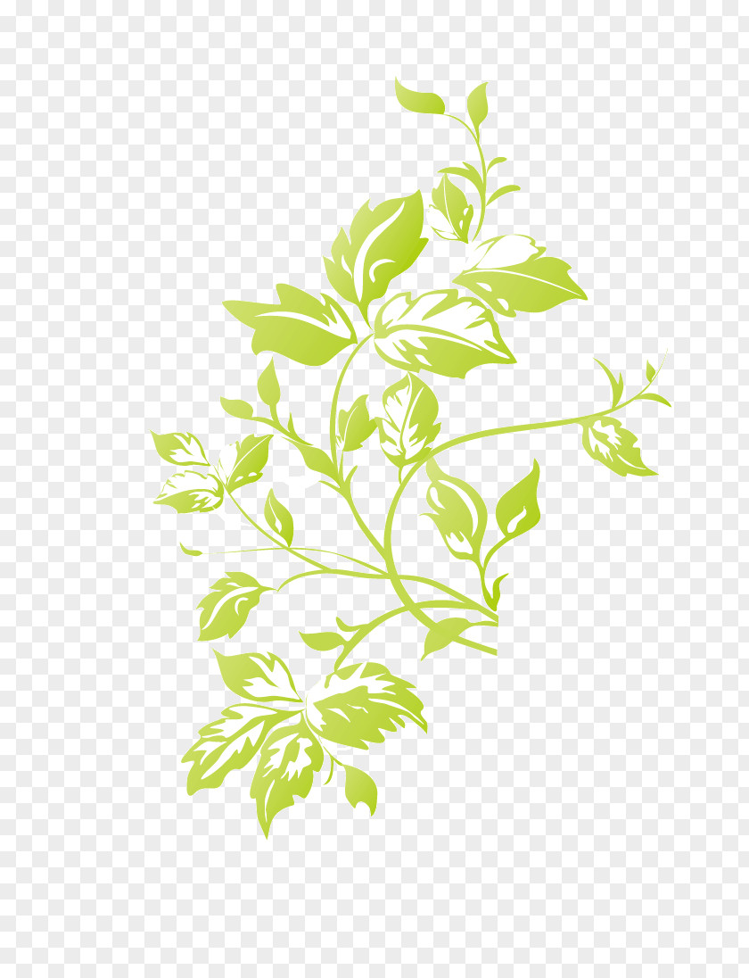 Green Foliage Herbaceous Plant Plants Design PNG