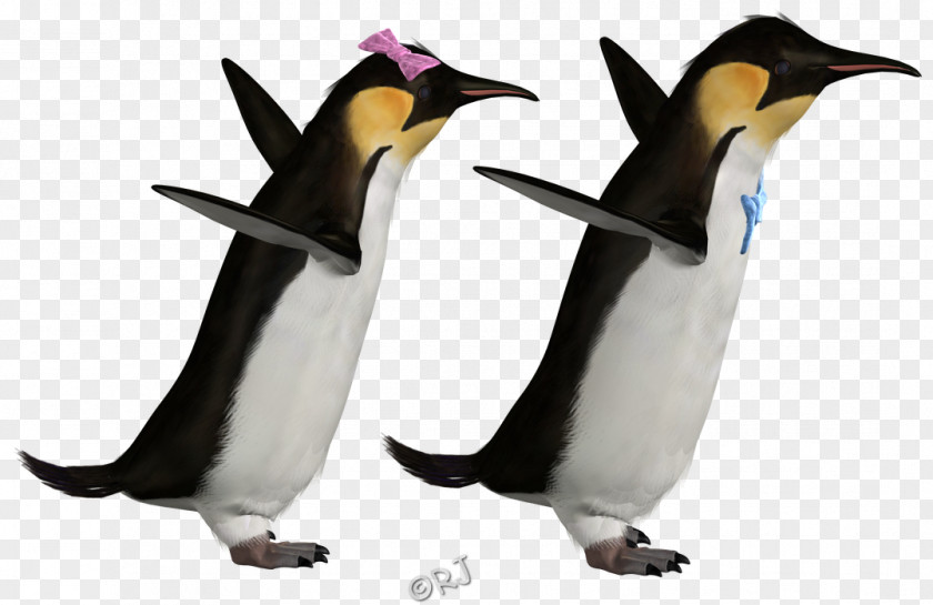 Penguin King Fauna Animal PNG