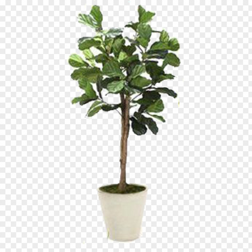 Plant Stem Woody Hemp Leaf PNG