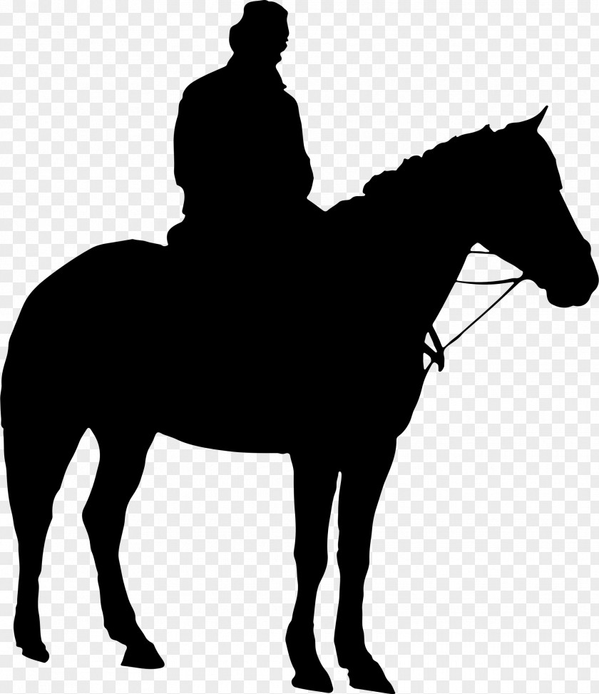 Ride Vector Horse Hunt Seat Equestrian Clip Art PNG