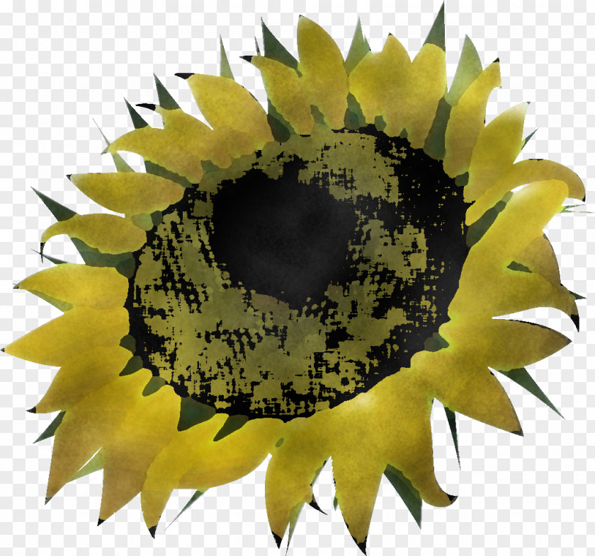 Sunflower Summer Flower PNG