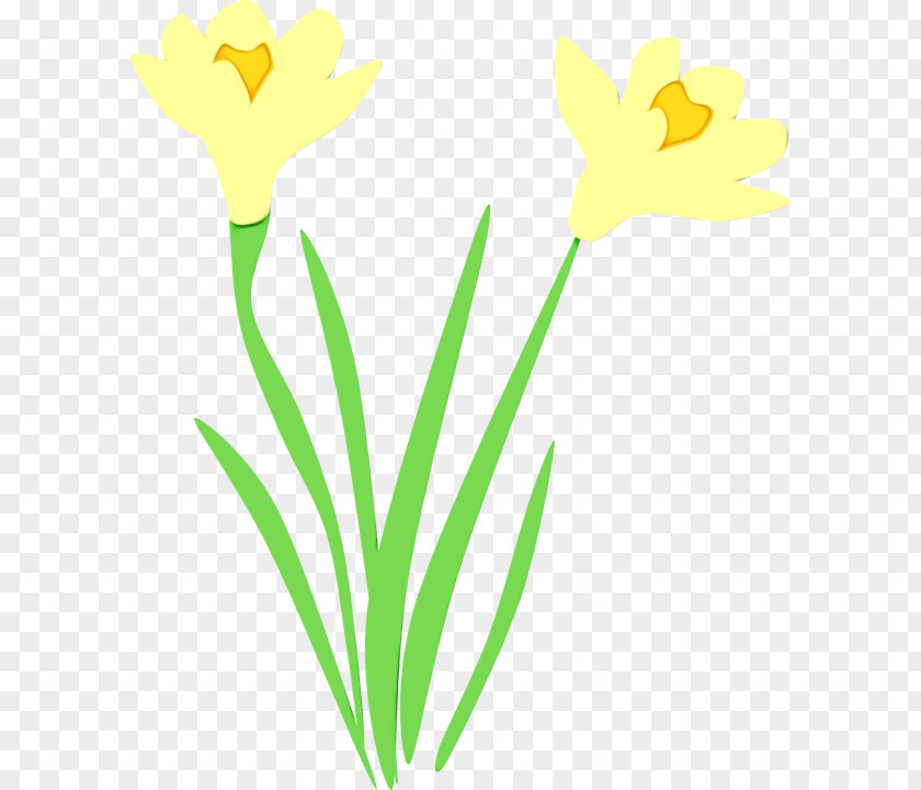 Yellow Flower Pedicel Plant Narcissus PNG