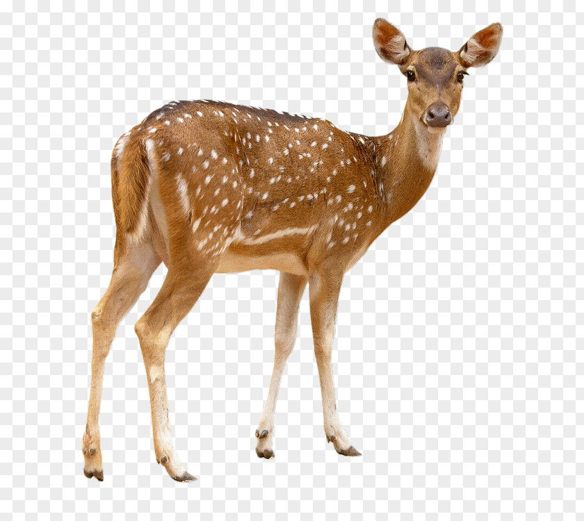 Deer Red Chital Sika PNG