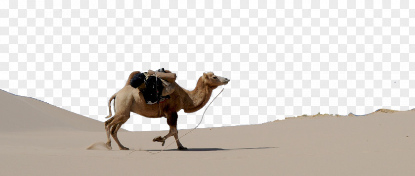Desert Camel Dromedary Bactrian Gobi PNG