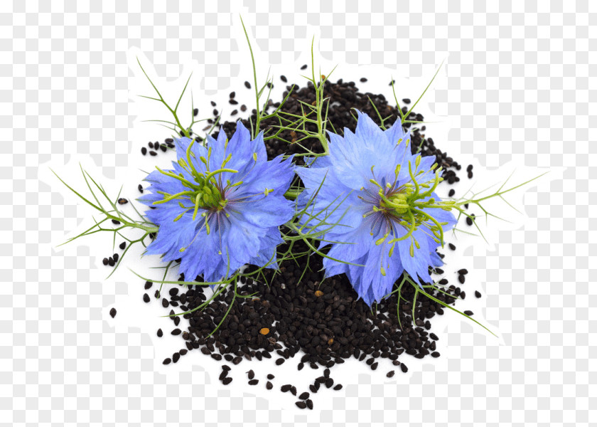 Nigella Cumin Fennel Flower Sativum Love-in-a-Mist Kevala Organic Black Seeds PNG