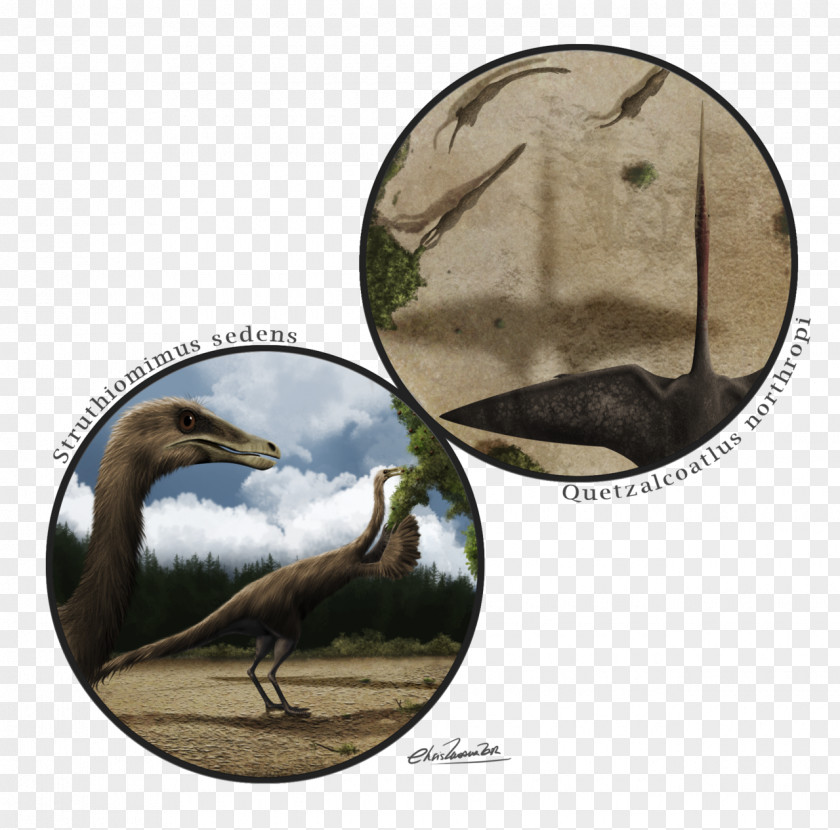 Point Of View Beak Fauna PNG