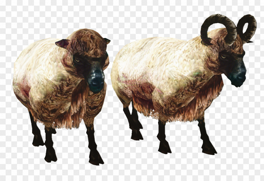 Sheep Clip Art Image PNG