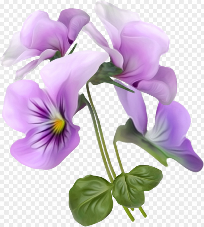 Beautiful Bouquet Viola Tricolor Flower Clip Art PNG