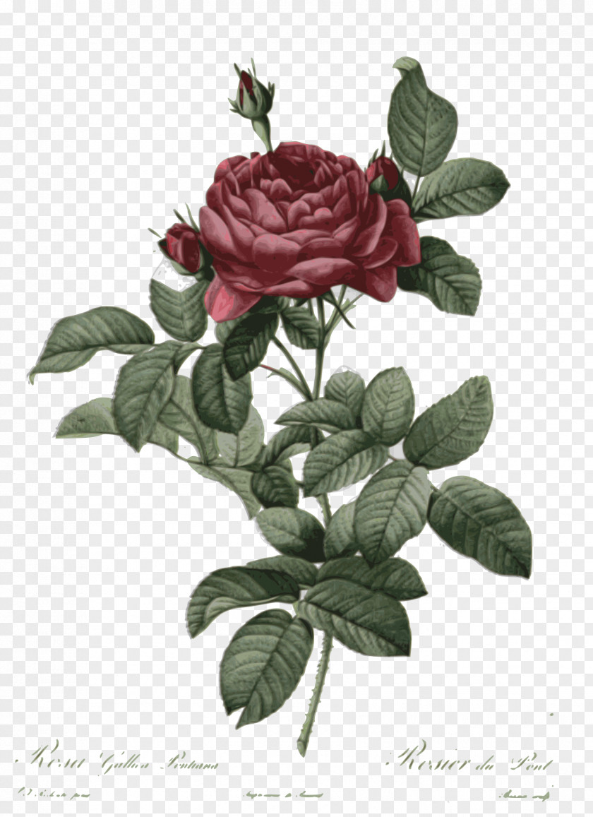 Flower French Rose Botanical Illustration Botany Drawing PNG
