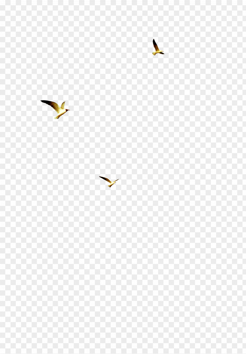 Fly Yellow Angle Pattern PNG