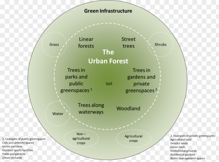Forest Urban Forestry Green Infrastructure PNG