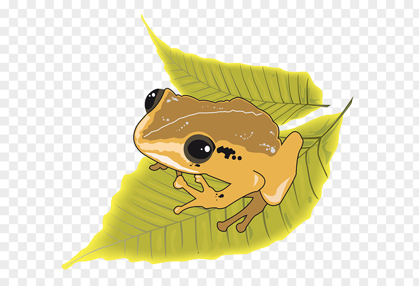 Frog Puerto Rico Illustration Drawing Graphic Design PNG