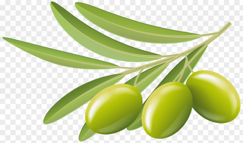 Green Olives Transparent Clip Art Image Olive PNG