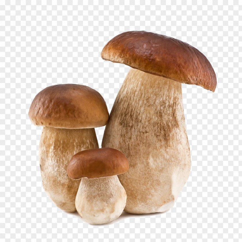 Mushroom Beer Boletus Edulis Pinophilus Aereus PNG