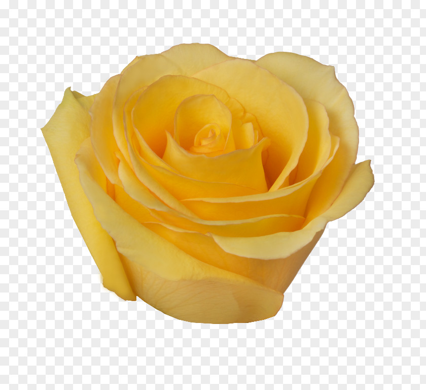 Rose Garden Roses Cut Flowers Petal PNG