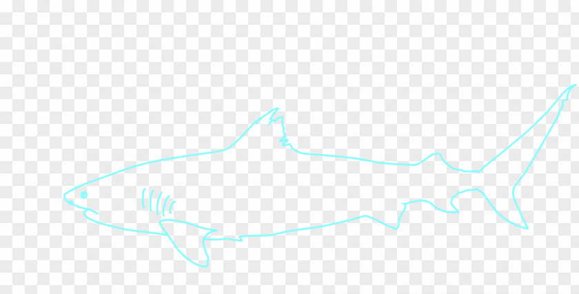 Shark Drawing Clip Art Requiem Sharks Porpoise Marine Biology Whales PNG