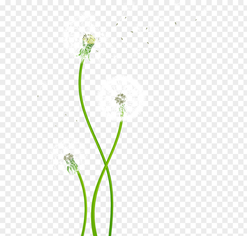 Wildflower Vector Graphics Adobe Illustrator Image PNG