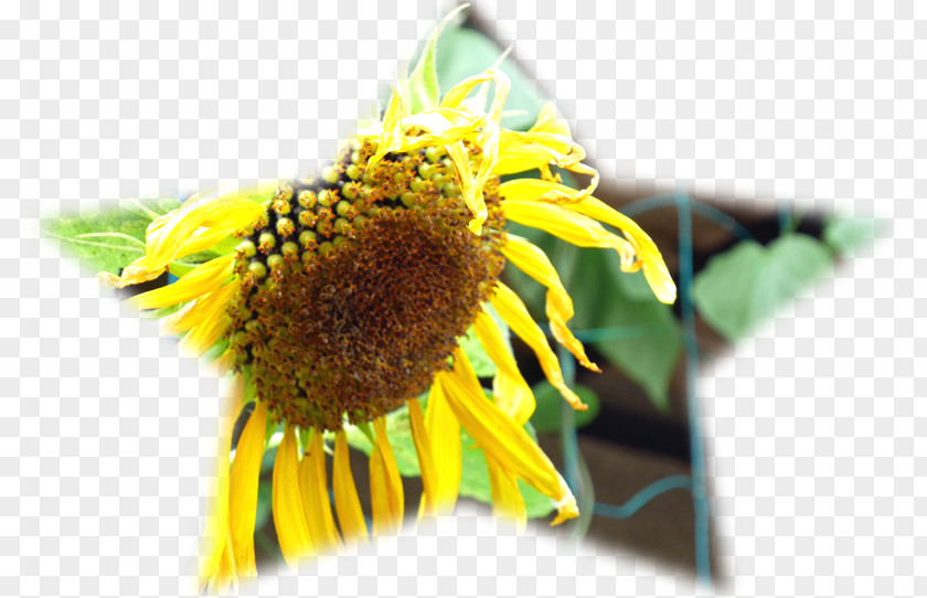 Bee Pollen Common Sunflower PNG