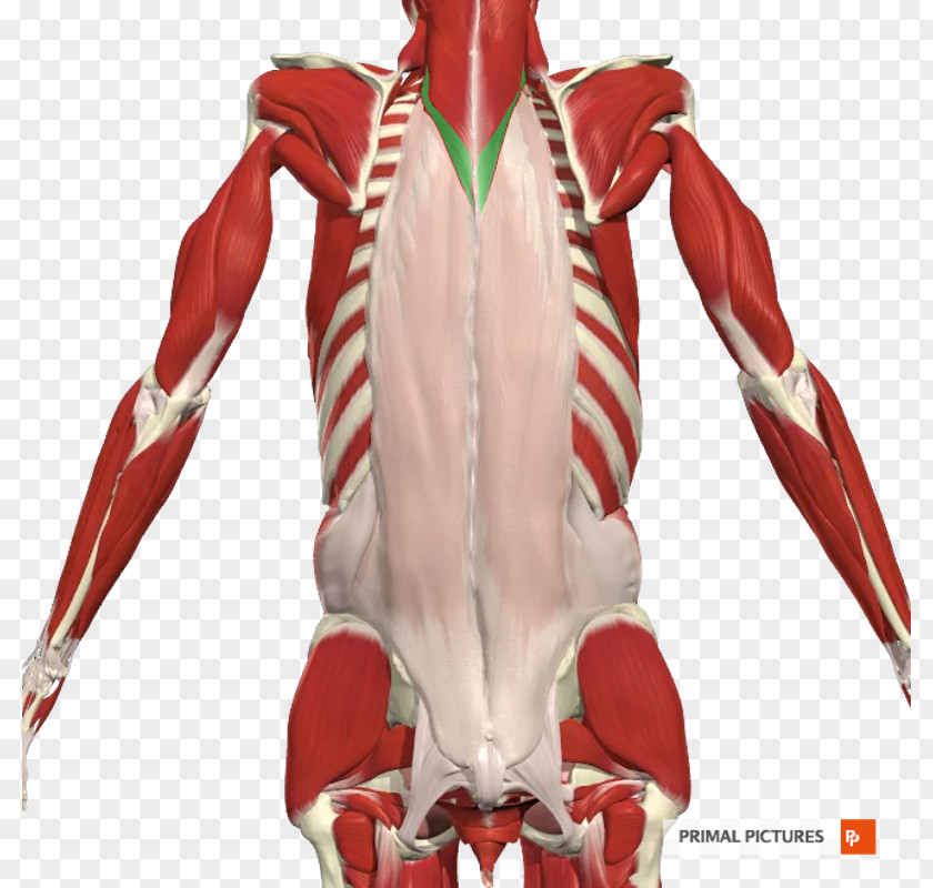 Erector Spinae Muscles Shoulder Vertebral Column Transversospinales PNG