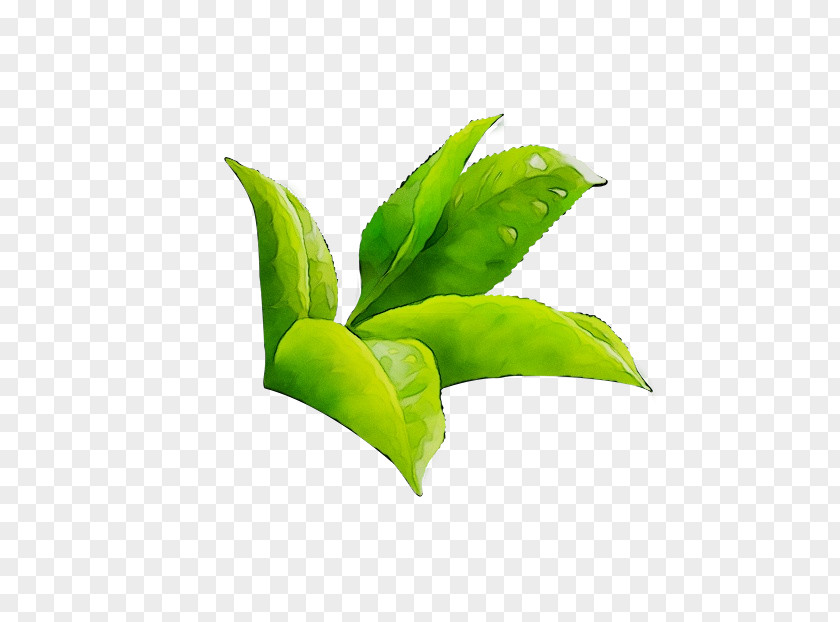 Leaf Plants Clip Art Plant Stem PNG