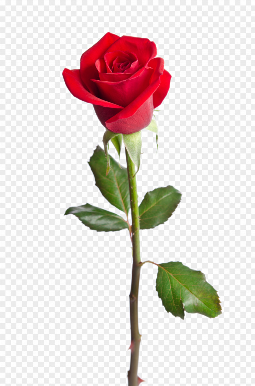 Red Rose Flower Closeup PNG rose flower closeup clipart PNG