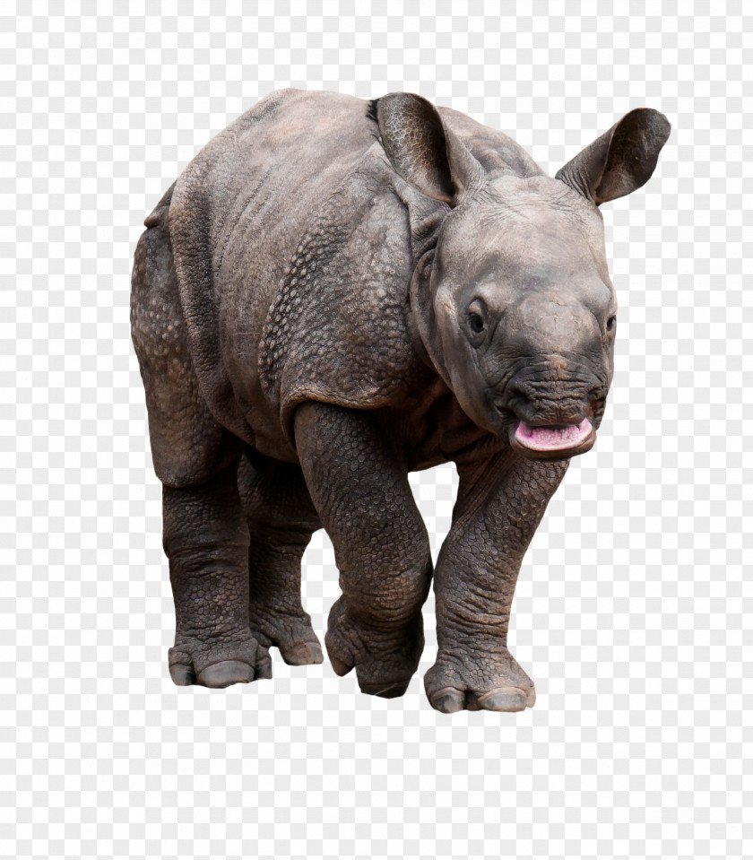 Rhinoceros Wildlife Pachydermata Animal Horn PNG
