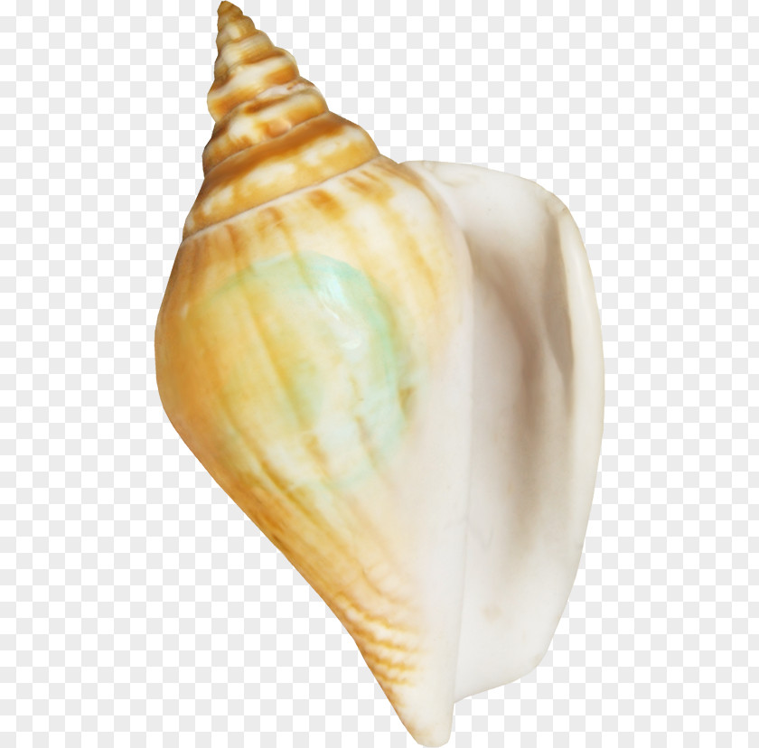 Shell Seafood Seashell Conchology Clip Art PNG