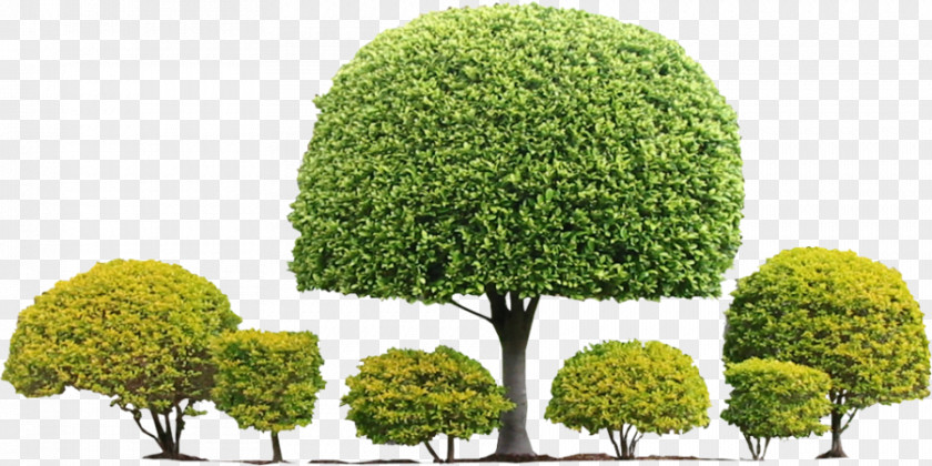 Tree Topiary Shrub Hedge Evergreen PNG