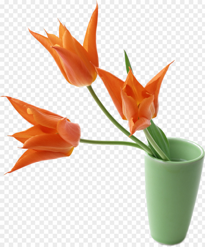 Tulip Vase Bomb Decorative Arts Ceramic PNG