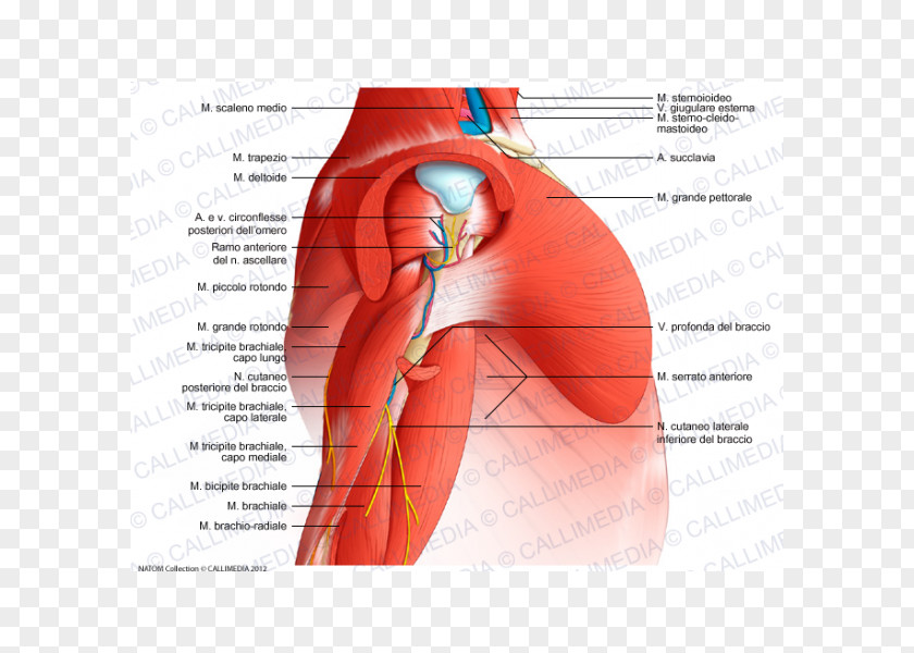 Arm Shoulder Deltoid Muscle Diagram Nerve PNG